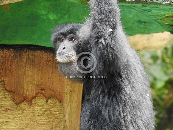 Siamang Siamang