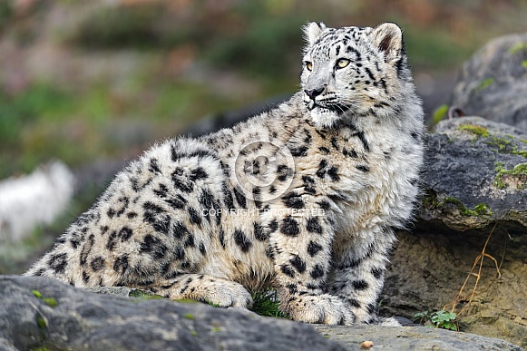 Snow Leopard Snow Leopard