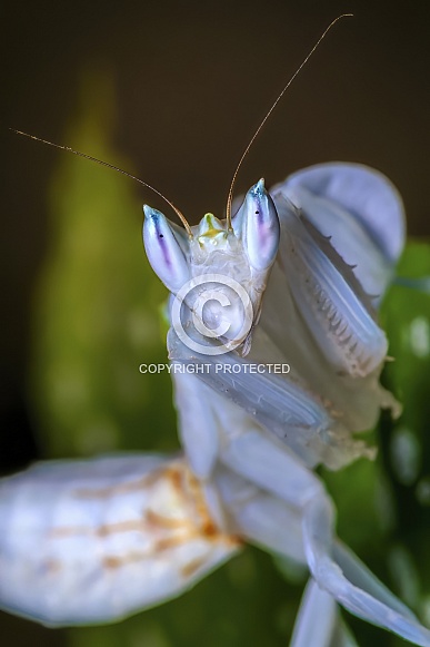 Orchid Praying Mantis