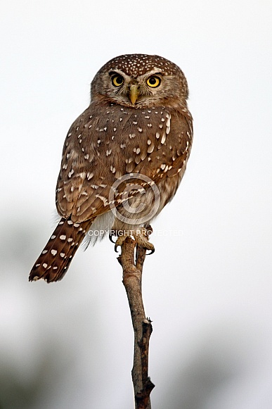 Pearl-Spotted Owlet - Botswana Pearl-Spotted Owlet - Botswana