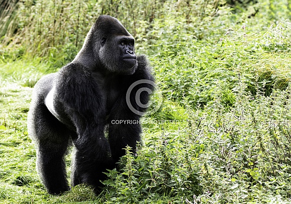 Western Lowland Gorilla Full Body Standing