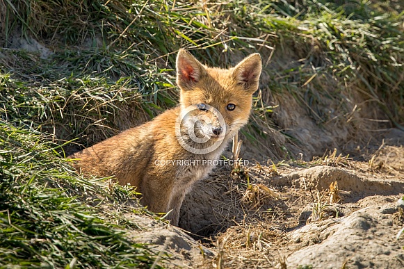 Red fox cub/cubs in nature