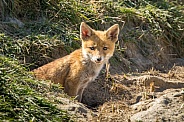 Red fox cub/cubs in nature