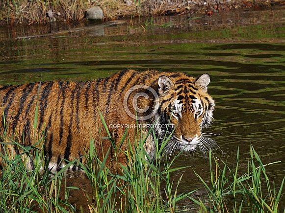 Siberian tiger