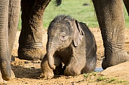 Elephant Calf