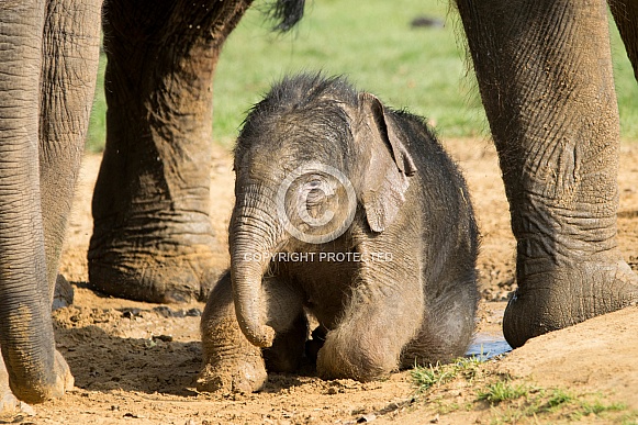 Elephant Calf Elephant Calf
