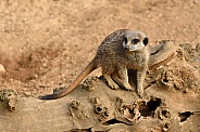 Meerkat