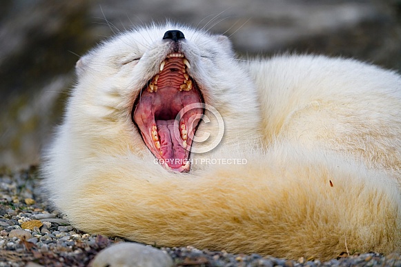 Arctic fox yawning Arctic fox yawning