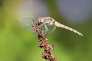 Common Darter Dragonfly (Sympetrum striolatum)