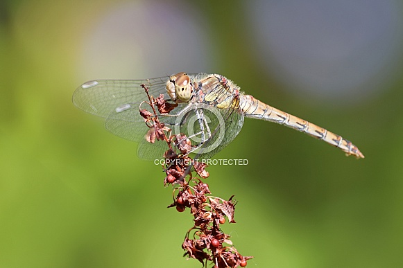 Common Darter Dragonfly (Sympetrum striolatum)