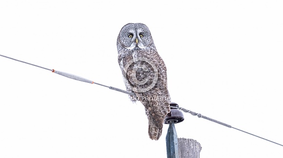 Great Grey Owl (Strix nebulosa) Great Grey Owl (Strix nebulosa)