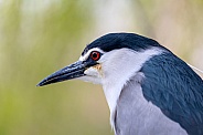 Black-crowned night heron (Nycticorax nycticorax)