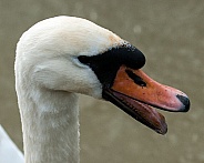 mute swan hissing