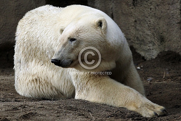 Polar Bear Polar Bear