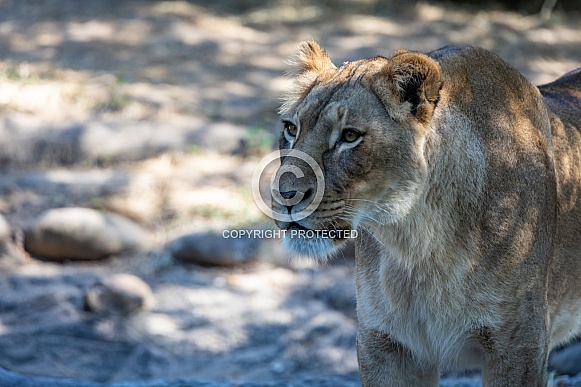 Female African Lions Female African Lions
