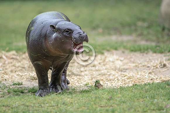 Pygmy hippopotamus Pygmy hippopotamus