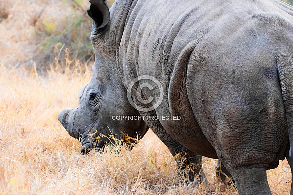 Close up of a Rhinoceros
