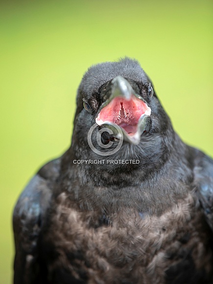 Common raven (Corvus corax)