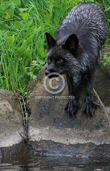 Silver Fox Silver Fox
