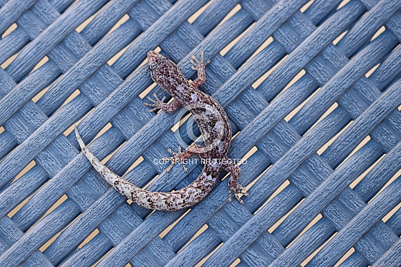 Southern Velvet Gecko