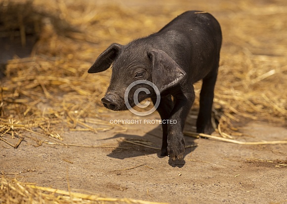 Large Black Piglet