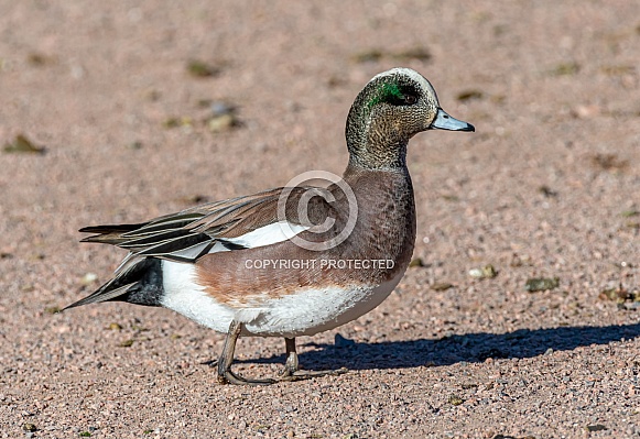 American Wigeon American Wigeon