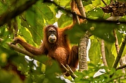 Sumatran orangutan in the nature habitat