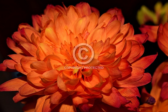 Orange Flower Orange Flower