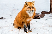 Red Fox