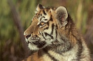 Amur Tiger Cub Close Up Side Profile