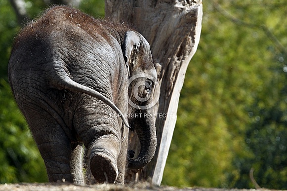 Indian Elephant Indian Elephant