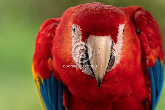 Scarlet Macaw Close Up