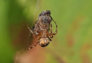 Garden cross Spider