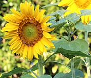 Giant Mammoth Sunflowers