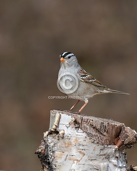 Male White-crowned Sparrow in Alaska Male White-crowned Sparrow in Alaska