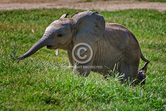 Baby Elephant Baby Elephant