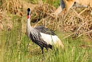 Grey-Crowned Crane