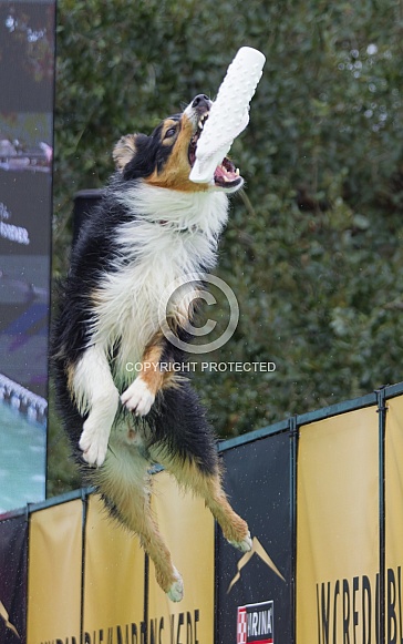 Border Collie or Australian Shepherd