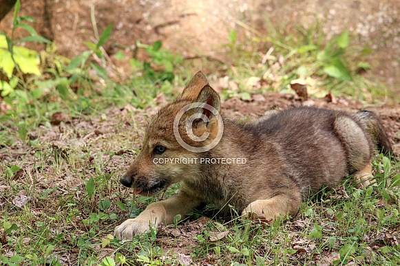 Wolf and Wolf Pups