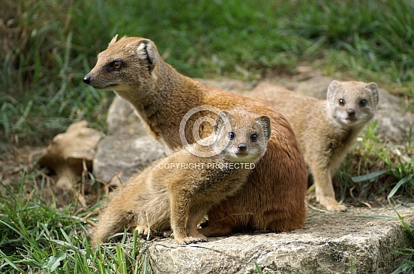 Yellow Mongoose Mother with Pups