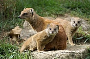 Yellow Mongoose Mother with Pups