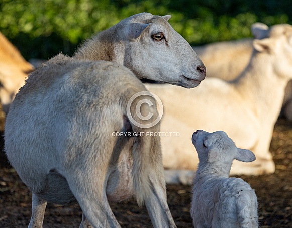 Baby sheep Lambs Baby sheep Lambs