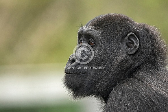Young Gorilla Side Profile