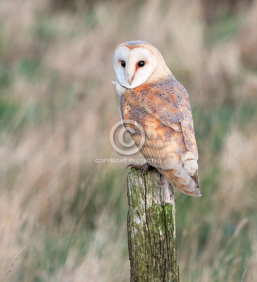 Barn Owl