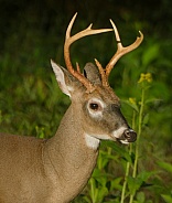 White tail deer