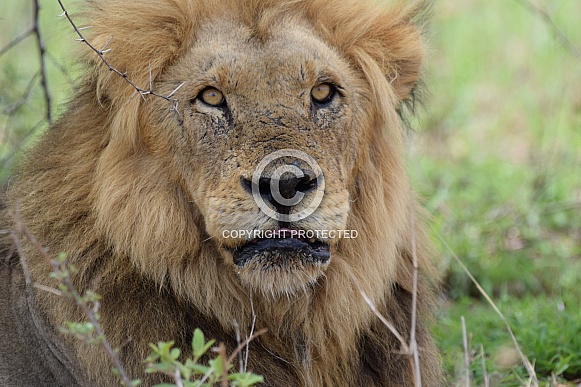 Lion