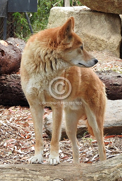 Australian Dingo