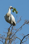 The Eurasian spoonbill