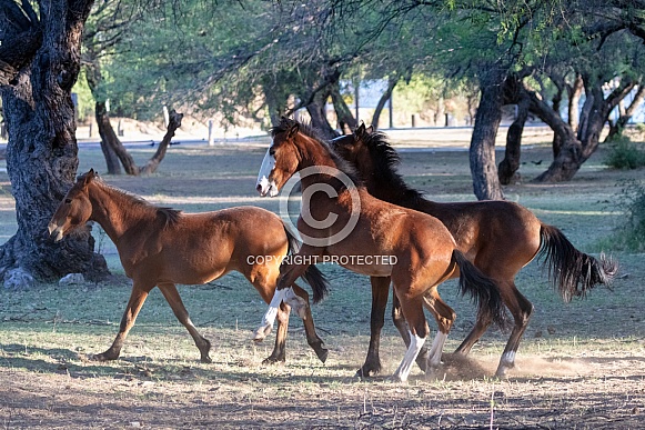 Group of young horses playing