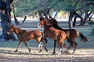 Group of young horses playing